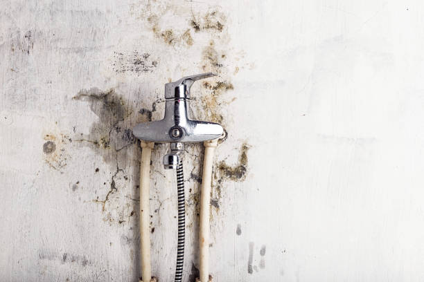 Best Mold Removal Near Me  in Ruckersville, VA