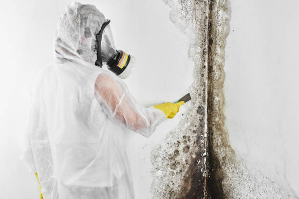 Best Same-Day Mold Removal  in Ruckersville, VA