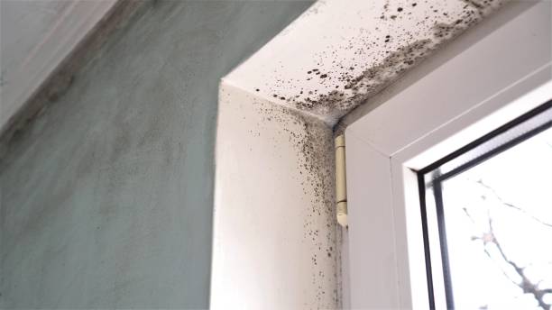 Best Mold Removal Specialists  in Ruckersville, VA