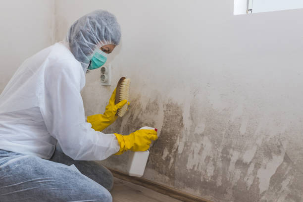 Best Fast Mold Removal  in Ruckersville, VA