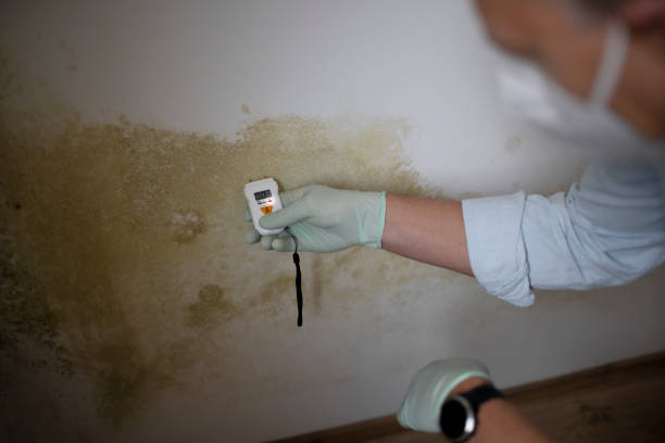 Professional Mold Removal in Ruckersville, VA