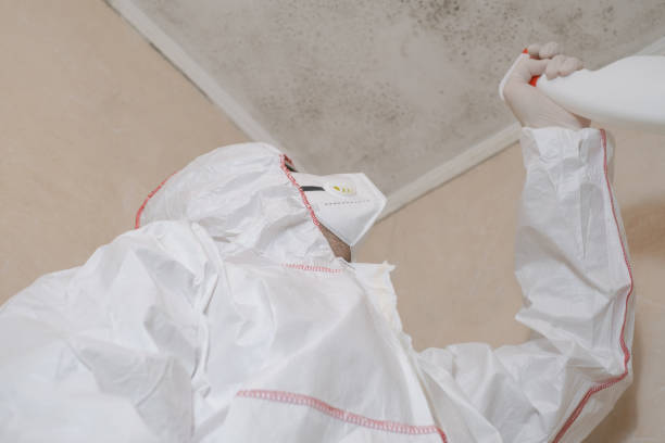 Attic Mold Removal in Ruckersville, VA