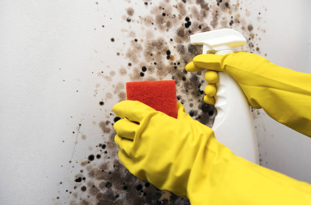 Best Attic Mold Removal  in Ruckersville, VA