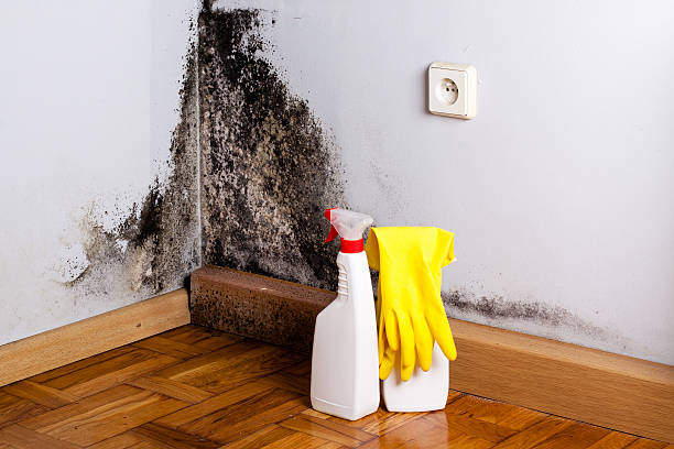 Best Affordable Mold Removal  in Ruckersville, VA